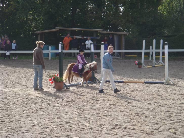 Shetlænder Emma - Emma & Maya - til stævne. De var bare så fine den dag :D<3 billede 10