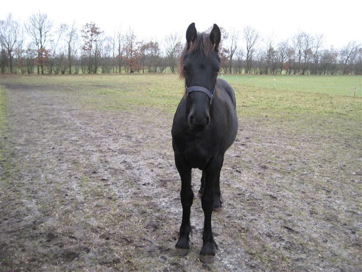 Frieser Abraham B SOLGT billede 1