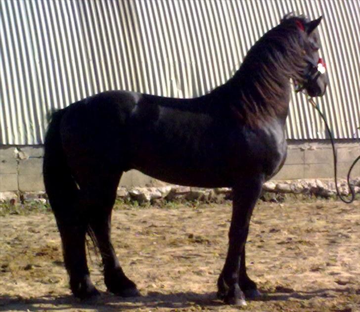 Frieser Abraham B SOLGT - Det nyeste billede af bassemanden...det er ca 3-4 mdr gl... billede 2