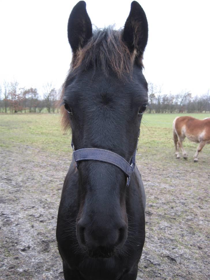 Frieser Abraham B SOLGT billede 3