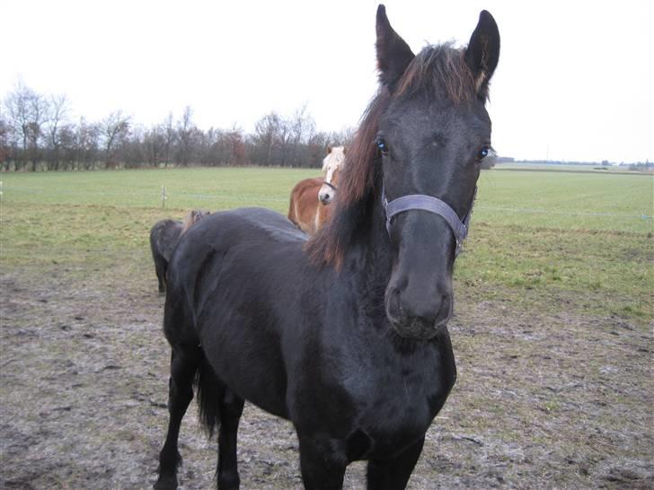 Frieser Abraham B SOLGT billede 4