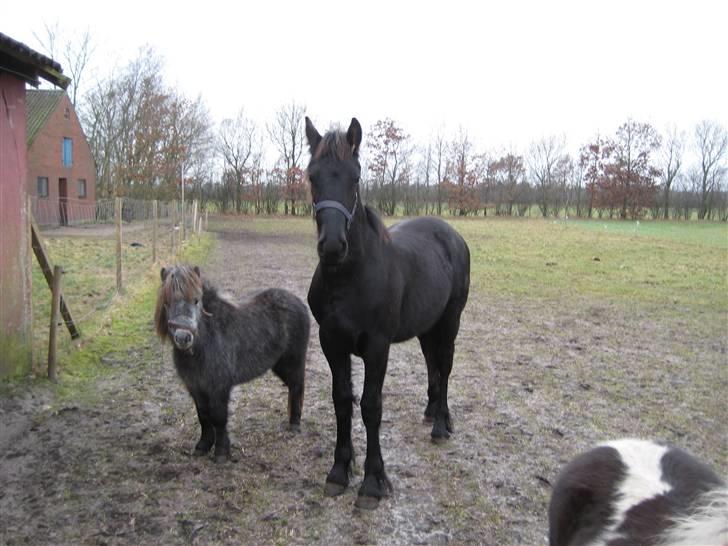 Frieser Abraham B SOLGT billede 6