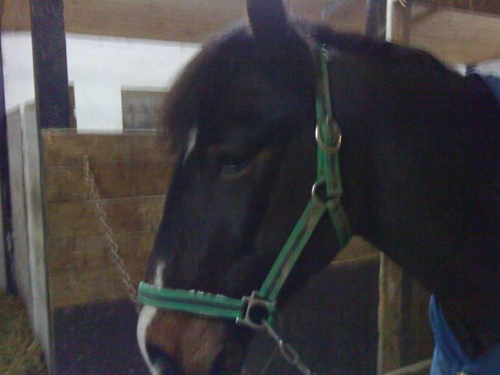 Anden særlig race Hesteklewa Jupitor (Solgt) - <3<3** billede 4