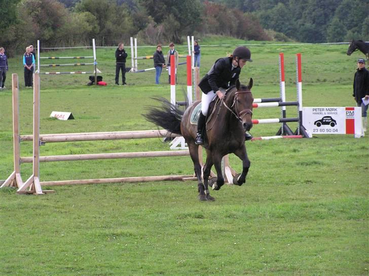 Dansk Varmblod Stjer´cerre AH - signe springer i Herslev billede 6