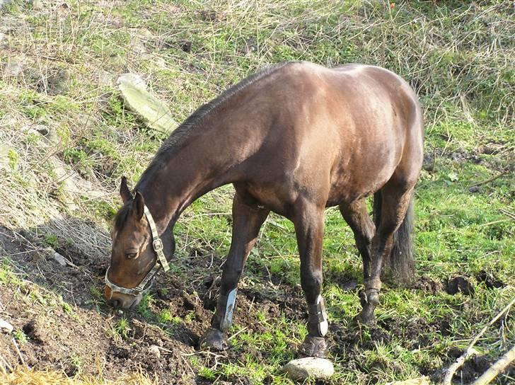 Dansk Varmblod Stjer´cerre AH - Det er bare godt at være ude billede 8