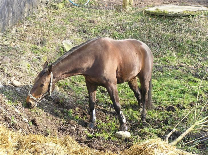 Dansk Varmblod Stjer´cerre AH - Stjercerre på fold billede 9