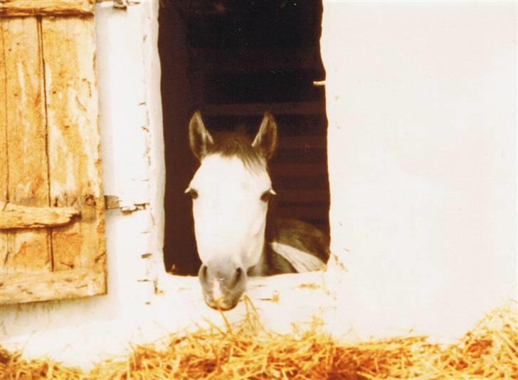 DSP Trikka - Trikka kigger ud fra boksen! Hun havde netop ødelagt sin pandelok, kan ikke huske hvordan. billede 7