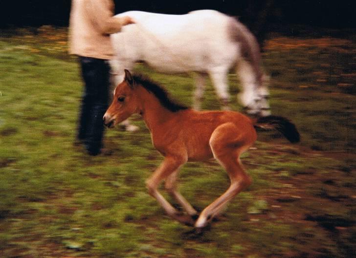 DSP Trikka - Trikka i baggrunden med hendes føl, der kommer susende - Shiwa - 1985 billede 8