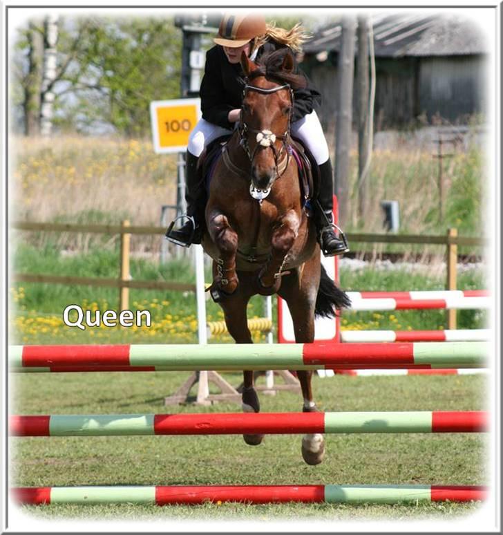 Anden særlig race | Queen | - ¤* 2 *¤ - Queen og Lonnie til springstævne pp KER LB. Foto: Sabine billede 2