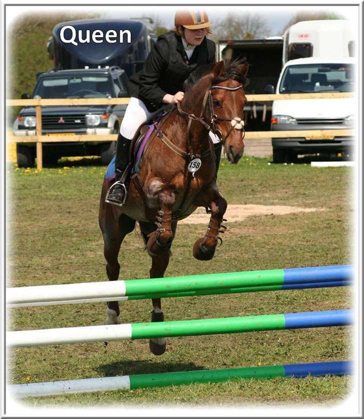 Anden særlig race | Queen | - ¤* 4 *¤ - Queen og Lonnie til springstævne pp KER LB. Foto: Sabine billede 4