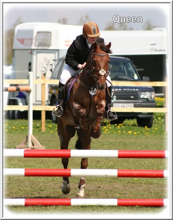 Anden særlig race | Queen | - ¤* 5 *¤ - Queen og Lonnie til springstævne pp KER LB. Foto: Sabine billede 5