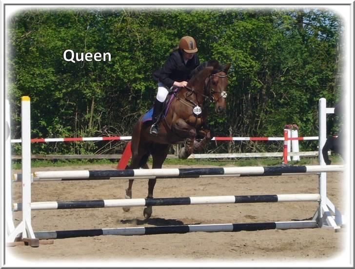 Anden særlig race | Queen | - ¤* 6 *¤ - Queen og Lonnie til stævne i Davinde. LA. Foto: Mig billede 6