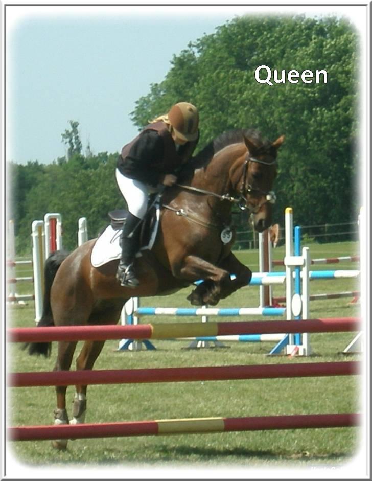 Anden særlig race | Queen | - ¤* 7 *¤ - Queen og Lonnie til stævne i Bellinge. LA. Foto: Stephanie Hardy billede 7