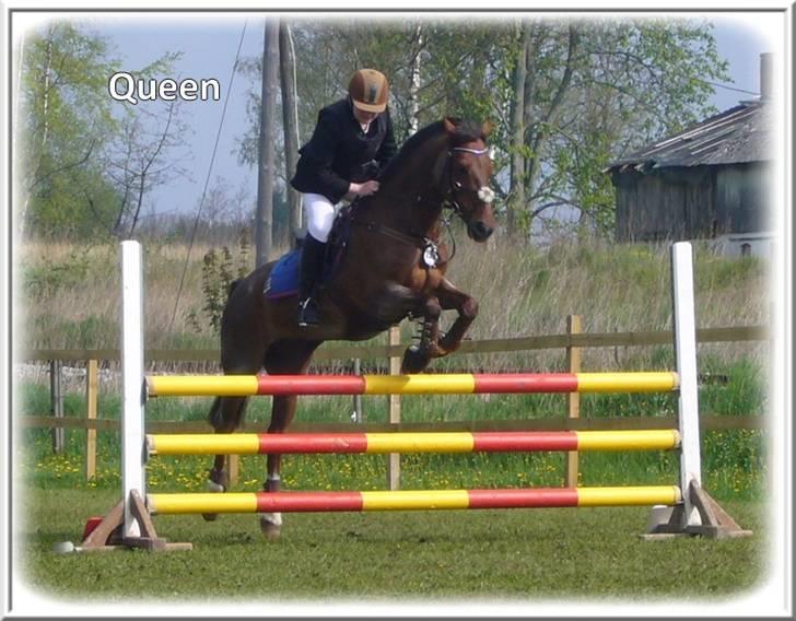 Anden særlig race | Queen | - ¤* 8 *¤ - Queen og Lonnie til stævne på Kellerup LB. Foto: Mig billede 8