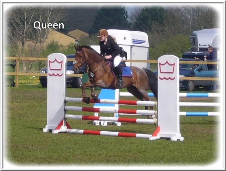 Anden særlig race | Queen | - ¤* 9 *¤ - Queen og Lonnie til stævne på Kellerup LB. Foto: Mig billede 9
