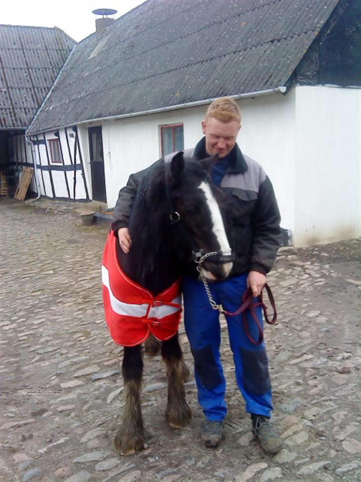 Irish Cob Hauges Benn The Blagdon  billede 17