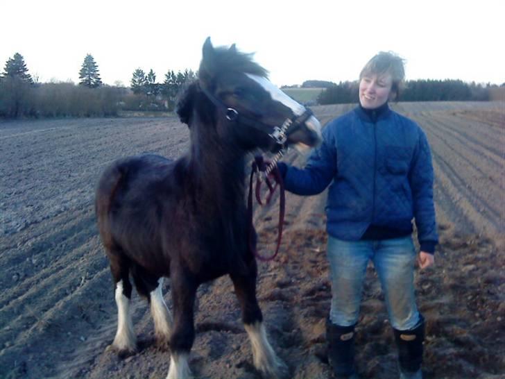 Irish Cob Hauges Benn The Blagdon  billede 15