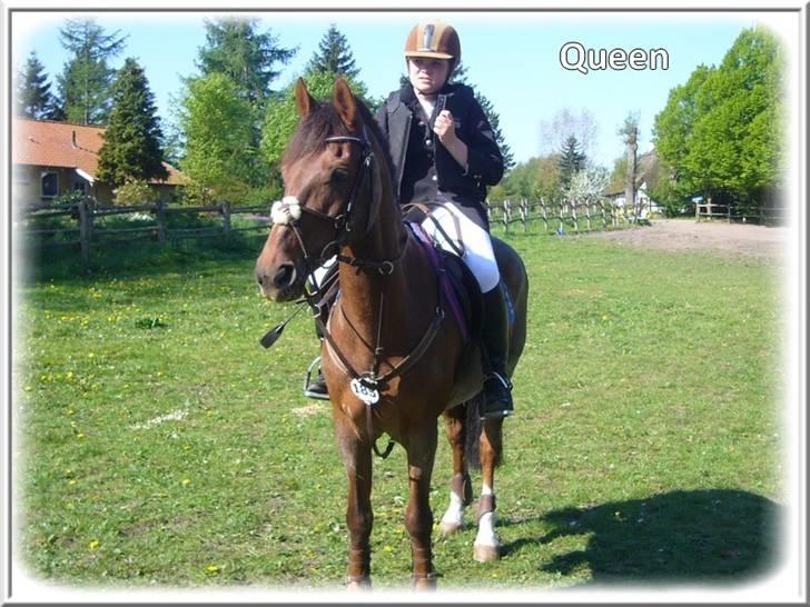 Anden særlig race | Queen | - ¤* 12 *¤ - Queen og Lonnie til stævne i Davinde. LB 0fejl og LA 4 fejl. Foto: Mig billede 12