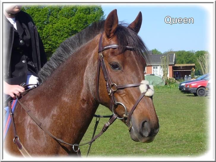 Anden særlig race | Queen | - ¤* 13 *¤ - Smuuuukke Queen <3 I DAR Foto: Mig billede 13