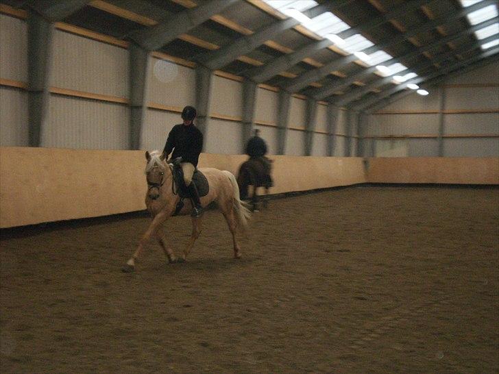 Palomino honey billede 15