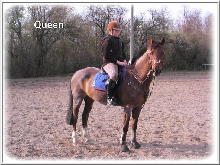 Anden særlig race | Queen | - ¤* 14 *¤ - Queen og Lonnie efter springtræning. Smukt. Foto: Far billede 14