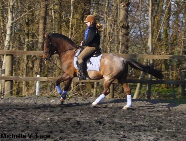 Anden særlig race | Queen | - ¤* 15 *¤ - Queen og Lonnie dressur 30/03-08. Foto: Mig billede 15