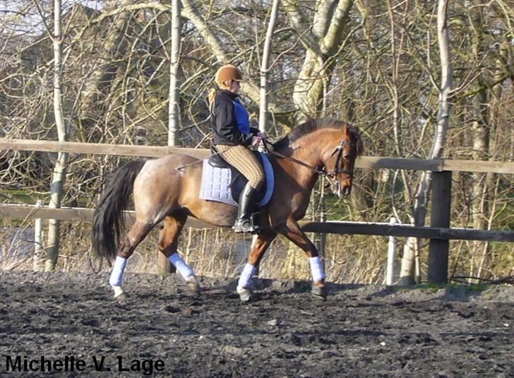 Anden særlig race | Queen | - ¤* 16 *¤ - Queen og Lonnie dressur 30/03-08 Foto: Mig billede 16