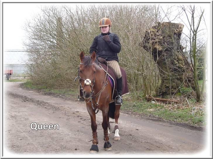 Anden særlig race | Queen | - ¤* 17 *¤ - Queen og Lonnie før sprngtræning. Foto: Mig billede 17