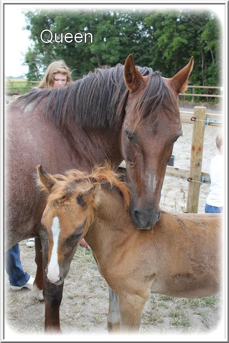 Anden særlig race | Queen | - ¤* 19 *¤ - Queen og hendes føl Prins. Da vi var og besøge hende den 1. August 2010 Foto: Mig billede 19