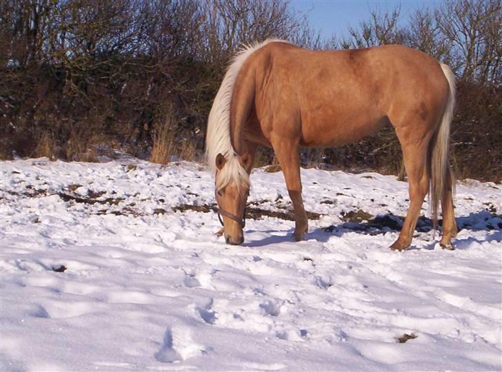 Palomino honey billede 16