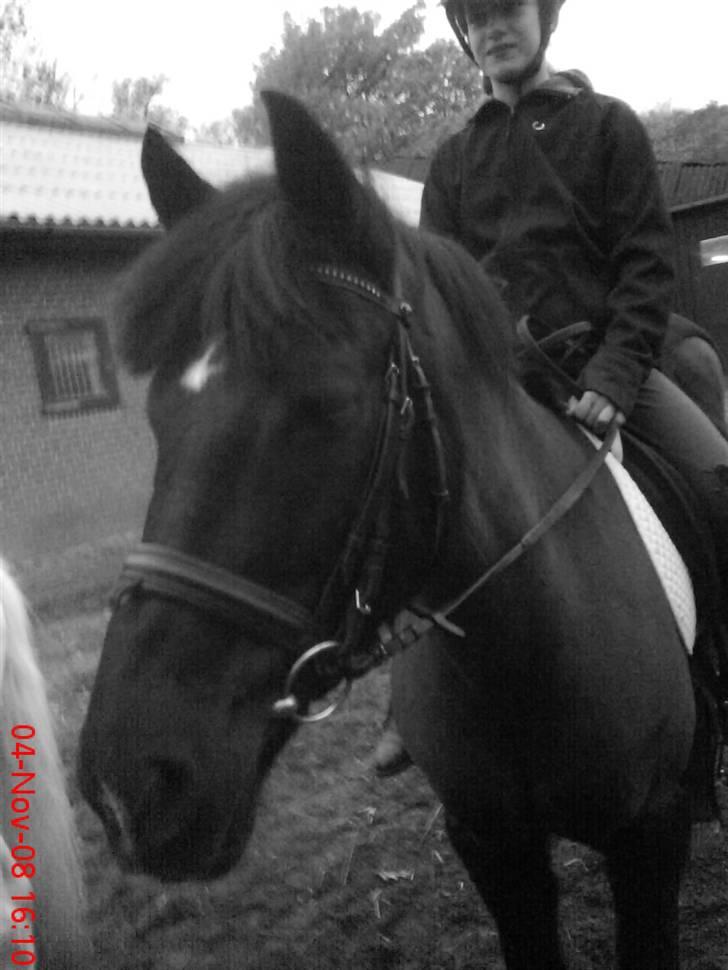 Anden særlig race Beauty billede 7