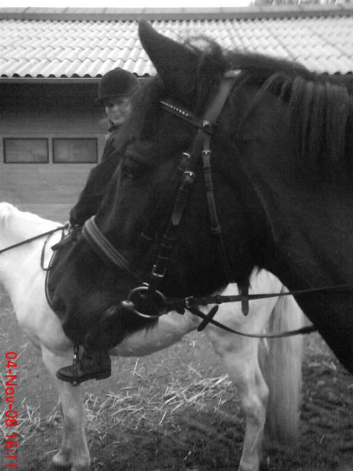 Anden særlig race Beauty billede 8