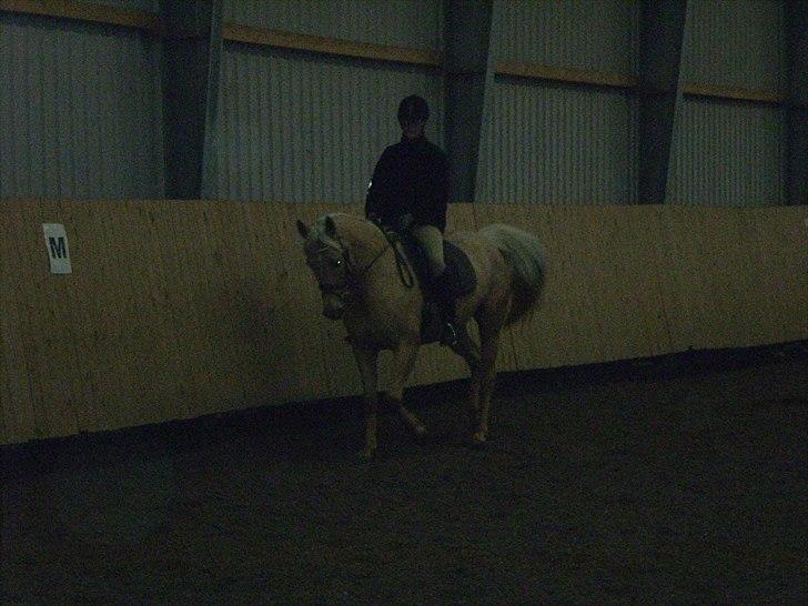 Palomino honey billede 19