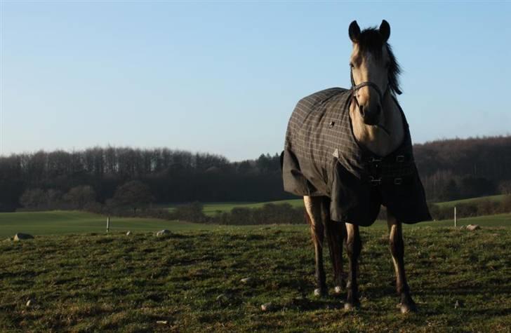 Connemara Salia Maree Manié SOLGT - Skønne Salia. 9/1-09 billede 9