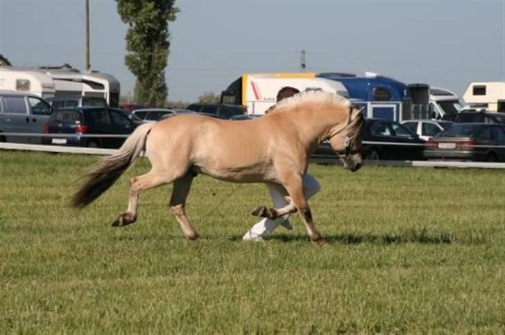 Fjordhest Granit Halsnæs ELITE FJ - En stille travtur på den korte side af trekantsbanen billede 5