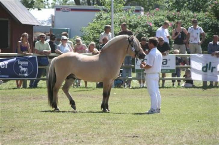 Fjordhest Granit Halsnæs ELITE FJ - Granit til Roskilde dyrskue 2008 - 23 points billede 7