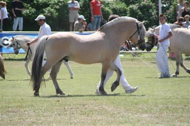 Fjordhest Granit Halsnæs ELITE FJ - Slangegangen i "den store ring" Roskilde dyrskue 2008 billede 8