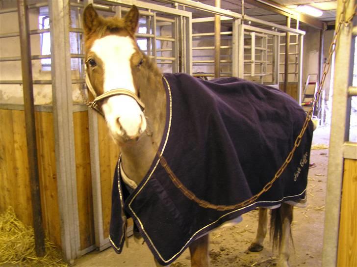 Tysk Sportspony Fee - SOLGT - Fee efter hun var blevet soigneret lidt. billede 1