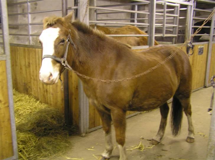 Tysk Sportspony Fee - SOLGT - Tyksakken den første dag billede 2