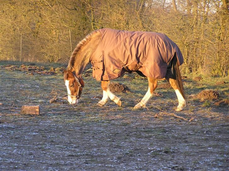 Tysk Sportspony Fee - SOLGT - På fold. billede 4