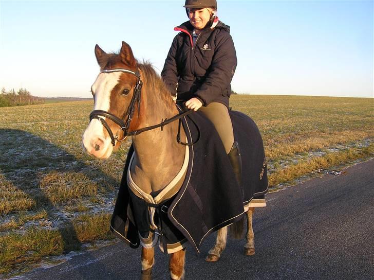 Tysk Sportspony Fee - SOLGT - På vej til ridehallen billede 5