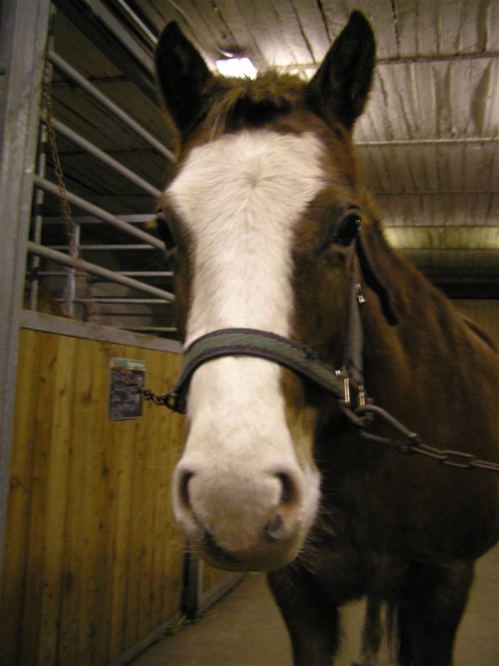 Tysk Sportspony Fee - SOLGT - Feesen med den store pandelok ;) billede 6