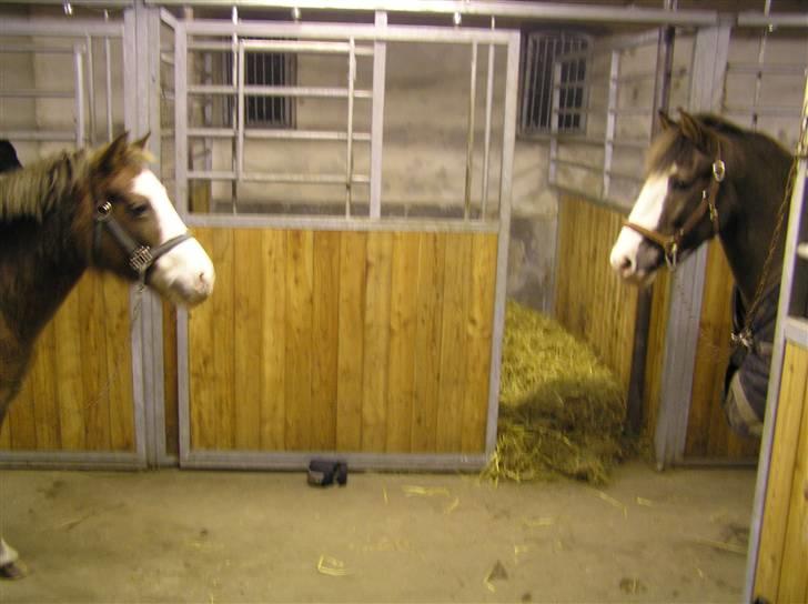 Tysk Sportspony Fee - SOLGT - Kaffe og Feesens første møde... billede 7