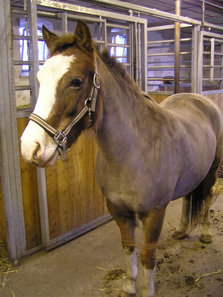 Tysk Sportspony Fee - SOLGT - Smuk og nybarberet billede 9