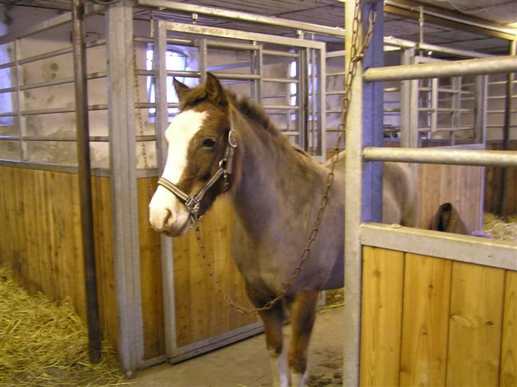 Tysk Sportspony Fee - SOLGT - På staldgangen. billede 10
