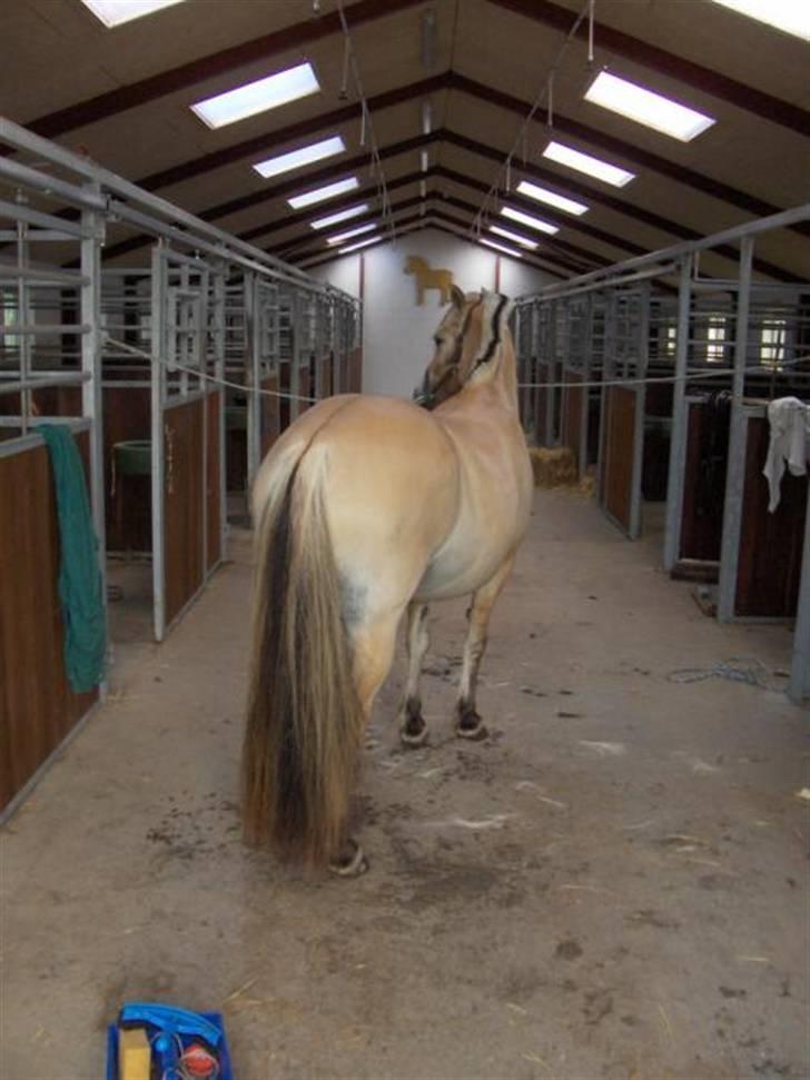 Fjordhest Silke Frølunde - Det tager land tid, at ordne en hale billede 2