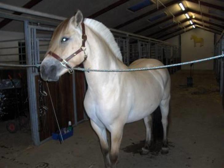 Fjordhest Silke Frølunde - Silke, efter en tur i vasken billede 3