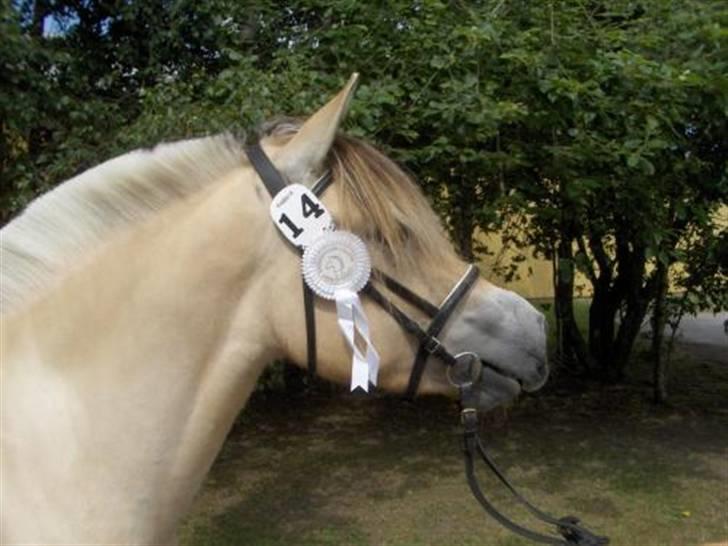 Fjordhest Silke Frølunde - Silke med den flotte hvide roset billede 4