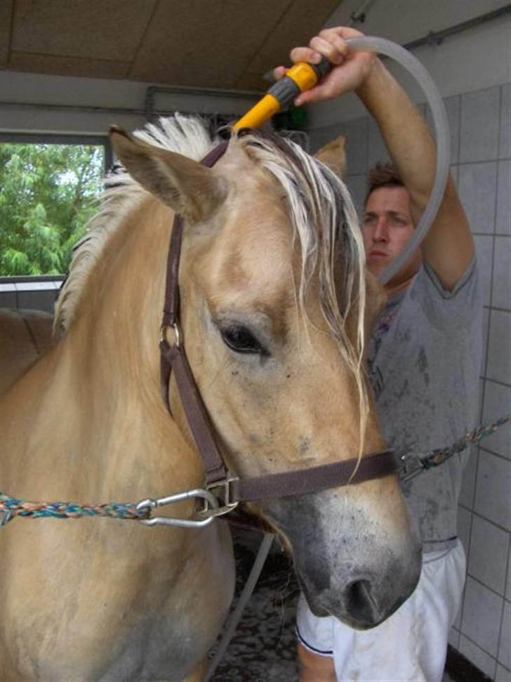 Fjordhest Silke Frølunde - Silke Frølunde ved at blive gjort klar til kåring billede 7