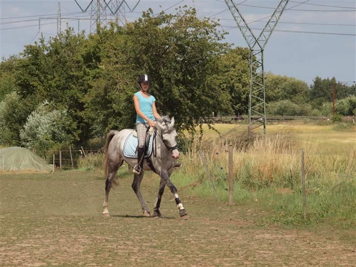 Anden særlig race Kirks Monty !SOLGT! - vi kan også dressur ;)  billede 7